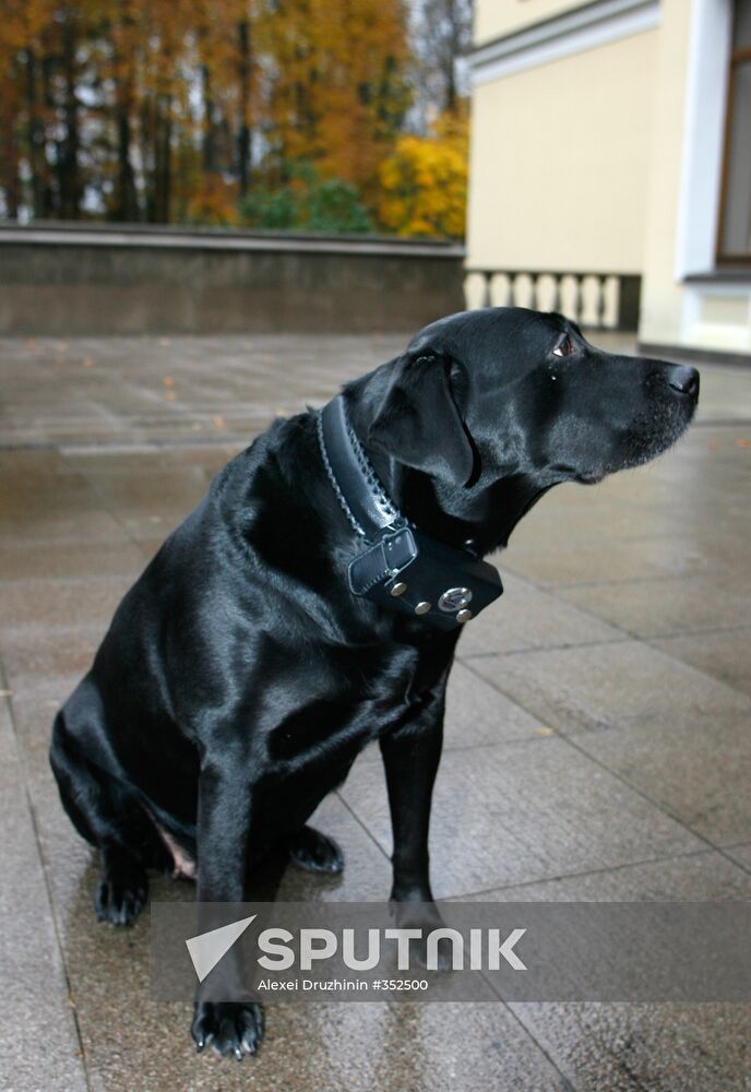 Labrador Retriever Connie in GLONASS collar