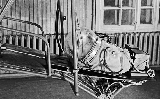 Dog named Malyshka being prepared for a space flight