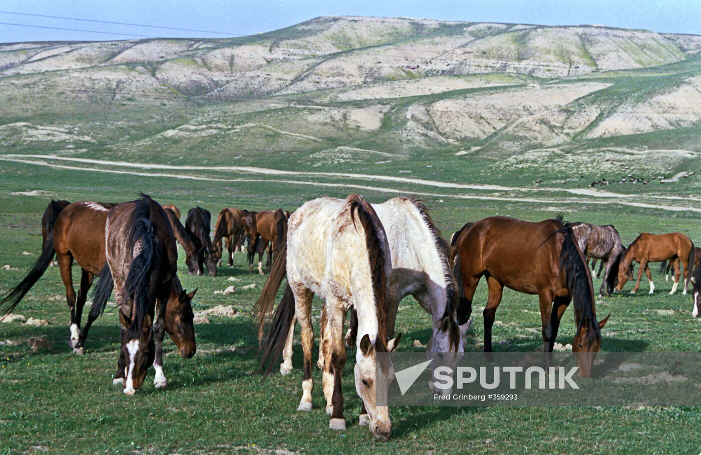 Akhal-Teke stallions
