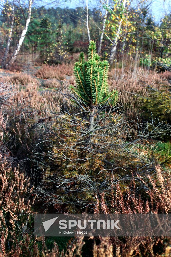 A fir-tree near the Chernobyl NPP
