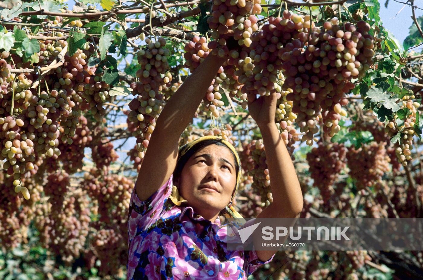 Grape harvesting in Uzbekistan