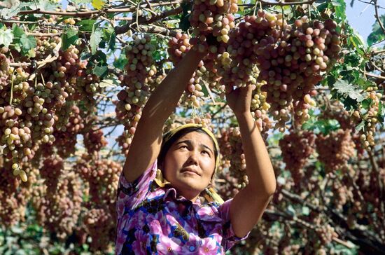 Grape harvesting in Uzbekistan