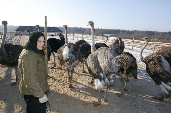 Nuns breeding ostriches