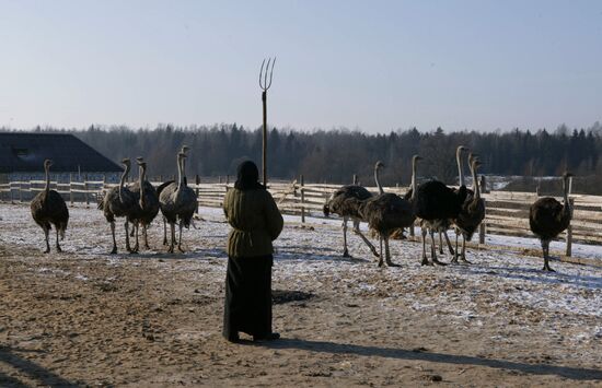Nuns breeding ostriches