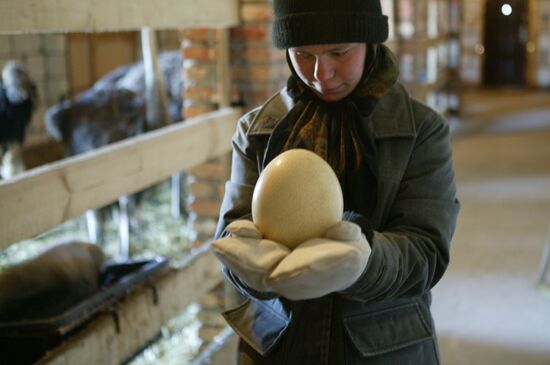 Nuns breeding ostriches