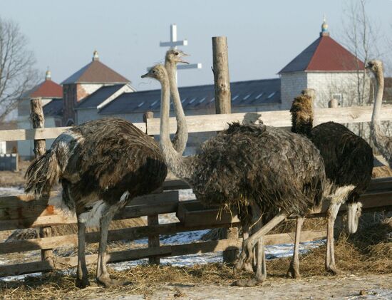 Nuns breeding ostriches
