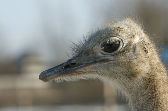 Nuns breeding ostriches