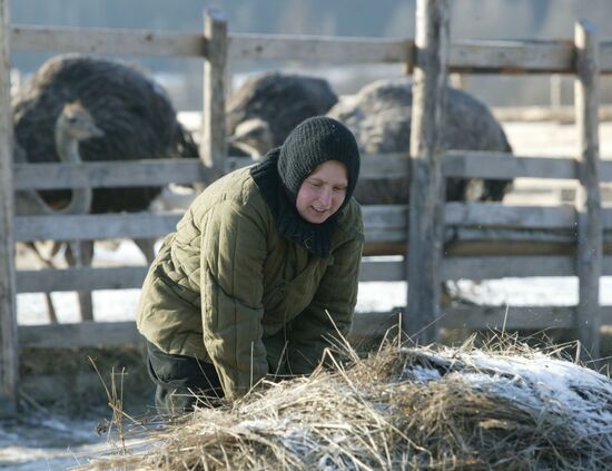 Nuns breeding ostriches