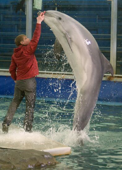 The Moscow Zoo dolphinarium