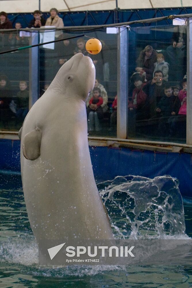 The Moscow Zoo dolphinarium