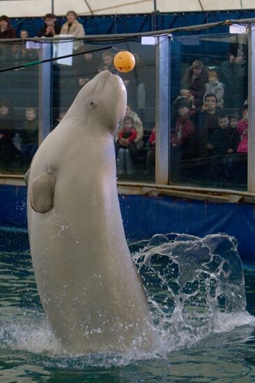 The Moscow Zoo dolphinarium