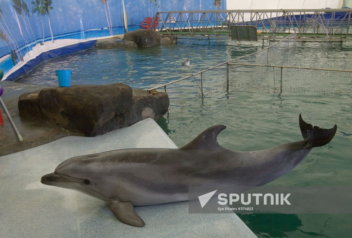 The Moscow Zoo dolphinarium