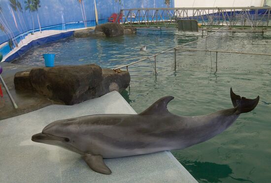 The Moscow Zoo dolphinarium