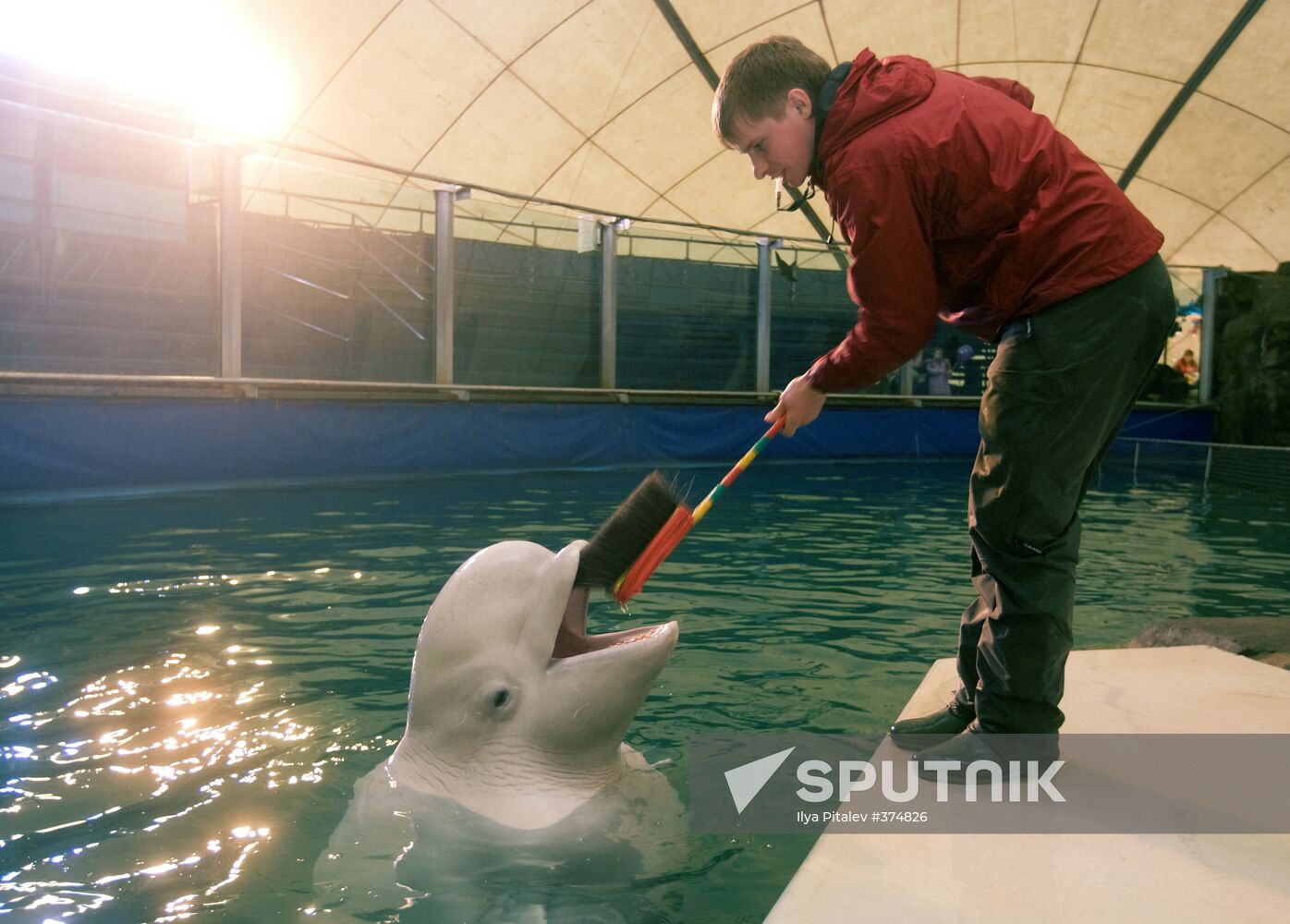 The Moscow Zoo dolphinarium