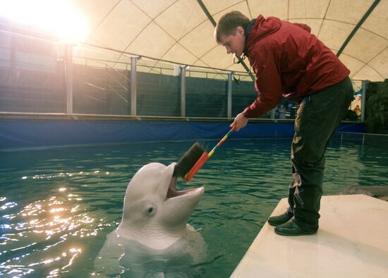 The Moscow Zoo dolphinarium