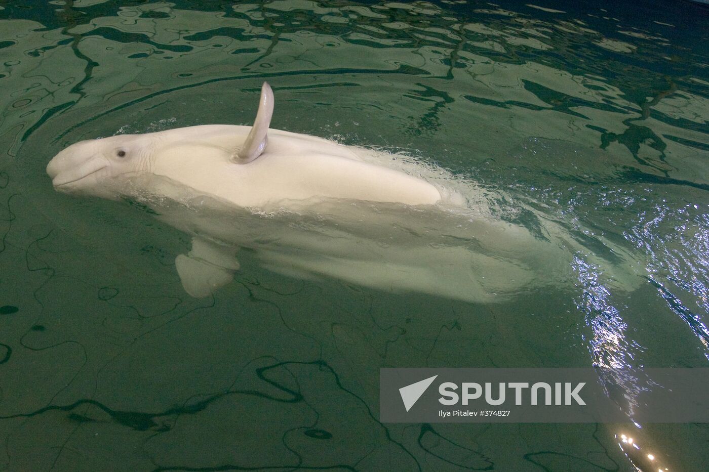 The Moscow Zoo dolphinarium