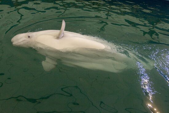 The Moscow Zoo dolphinarium