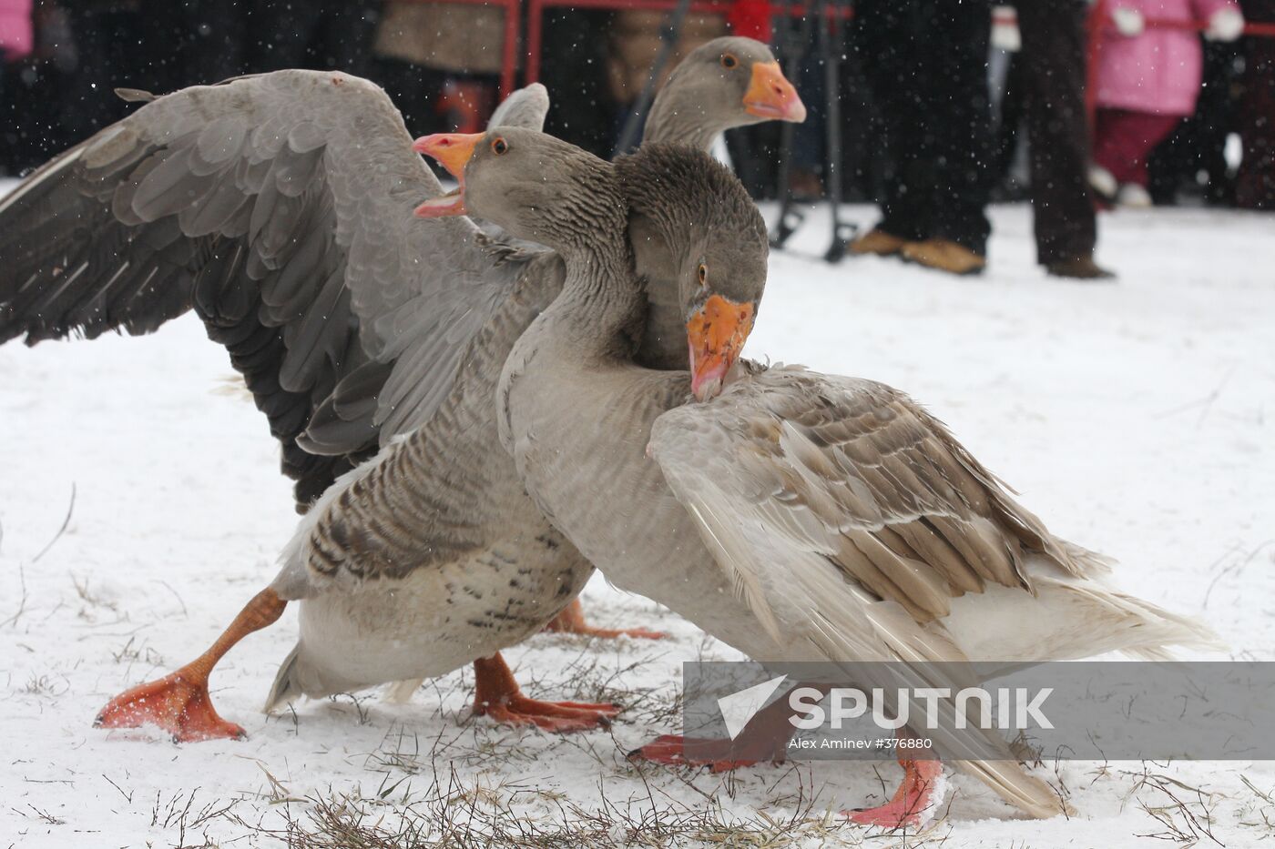 Goose fighting in Suzdal