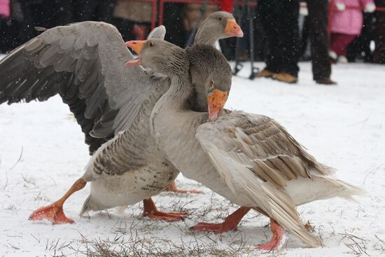 Goose fighting in Suzdal