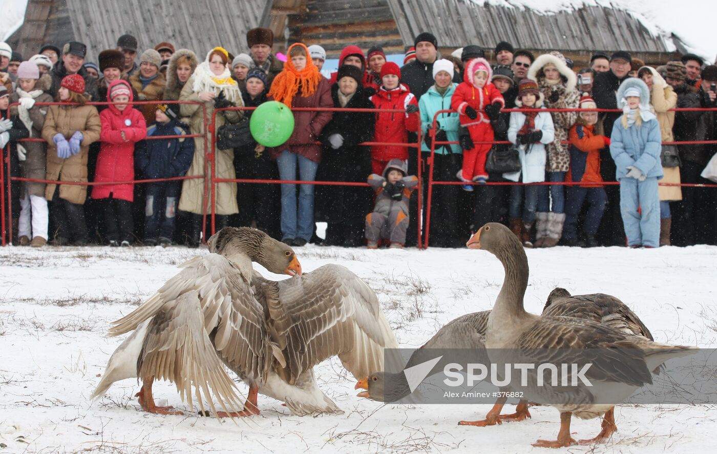 Goose fighting in Suzdal
