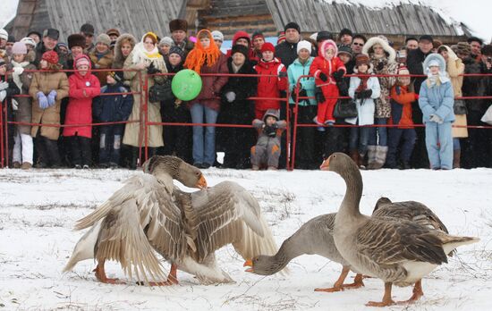 Goose fighting in Suzdal