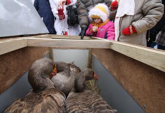 Goose fighting in Suzdal