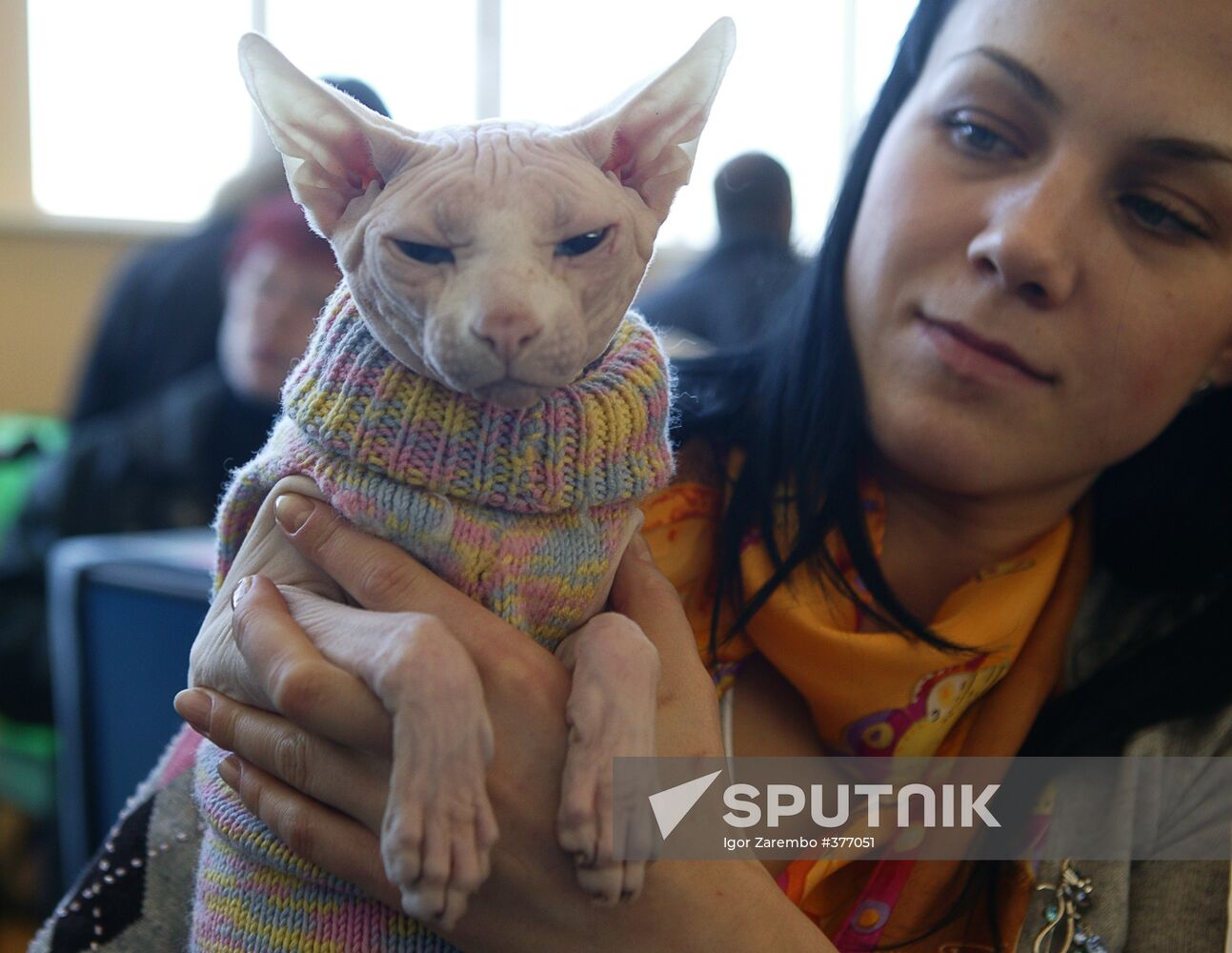 An international elite cat-breeds exhibition in Kaliningrad