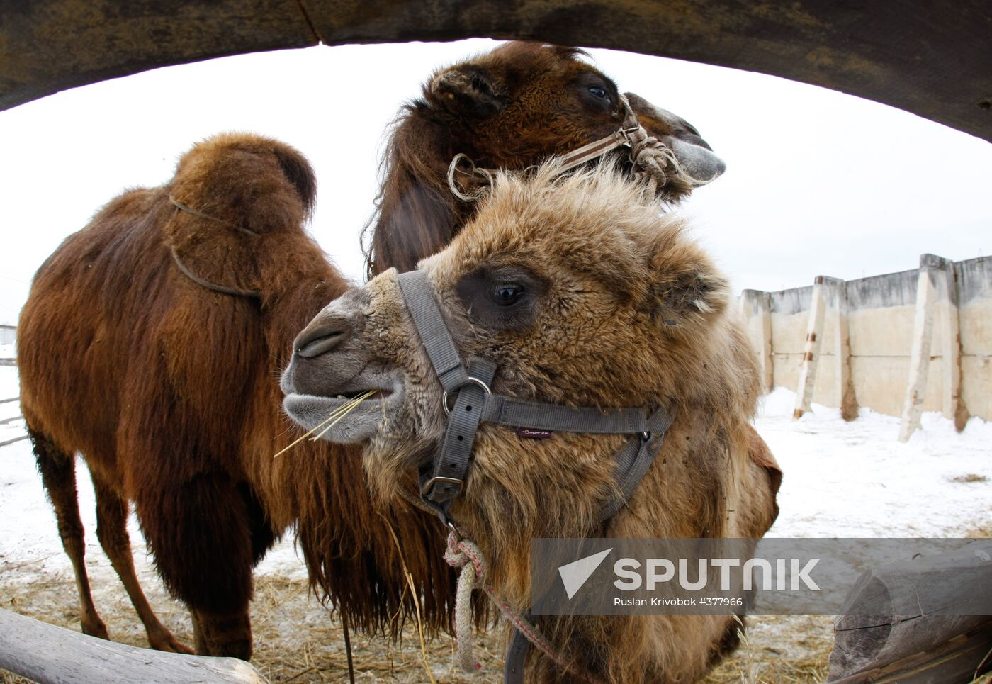 Ostrich and camels farm in Moscow suburbs