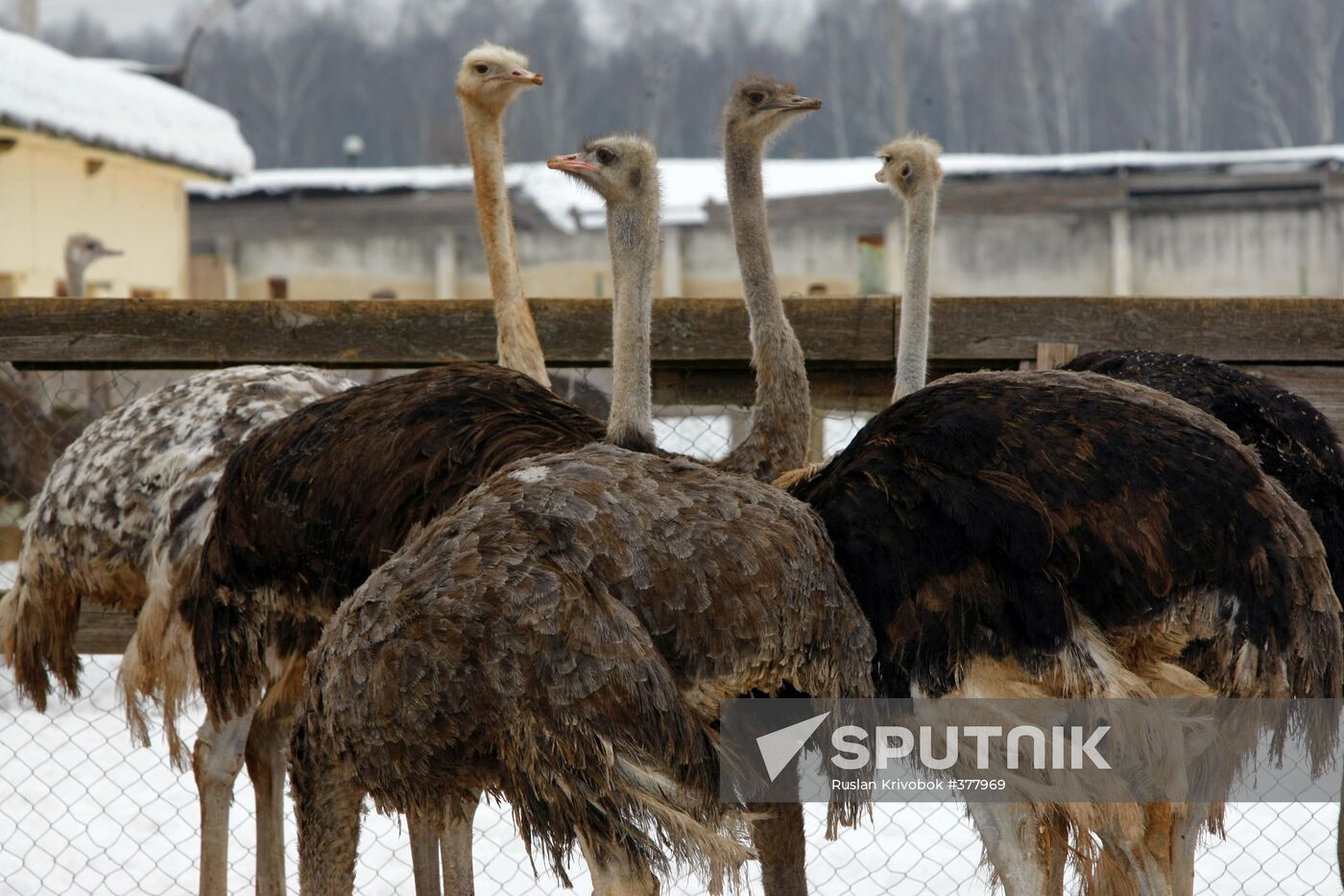 Ostrich farm in Moscow suburbs