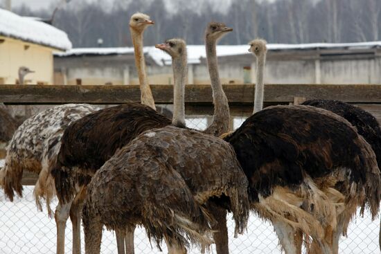 Ostrich farm in Moscow suburbs