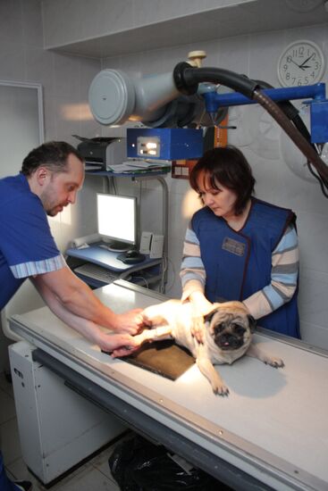 The veterinary clinic VetDoctor in Yekaterinburg