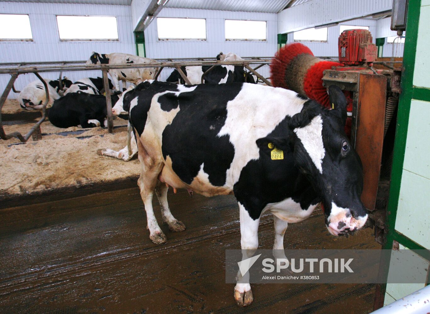 Livestock of the agro-industrial farm "Ruchyi"