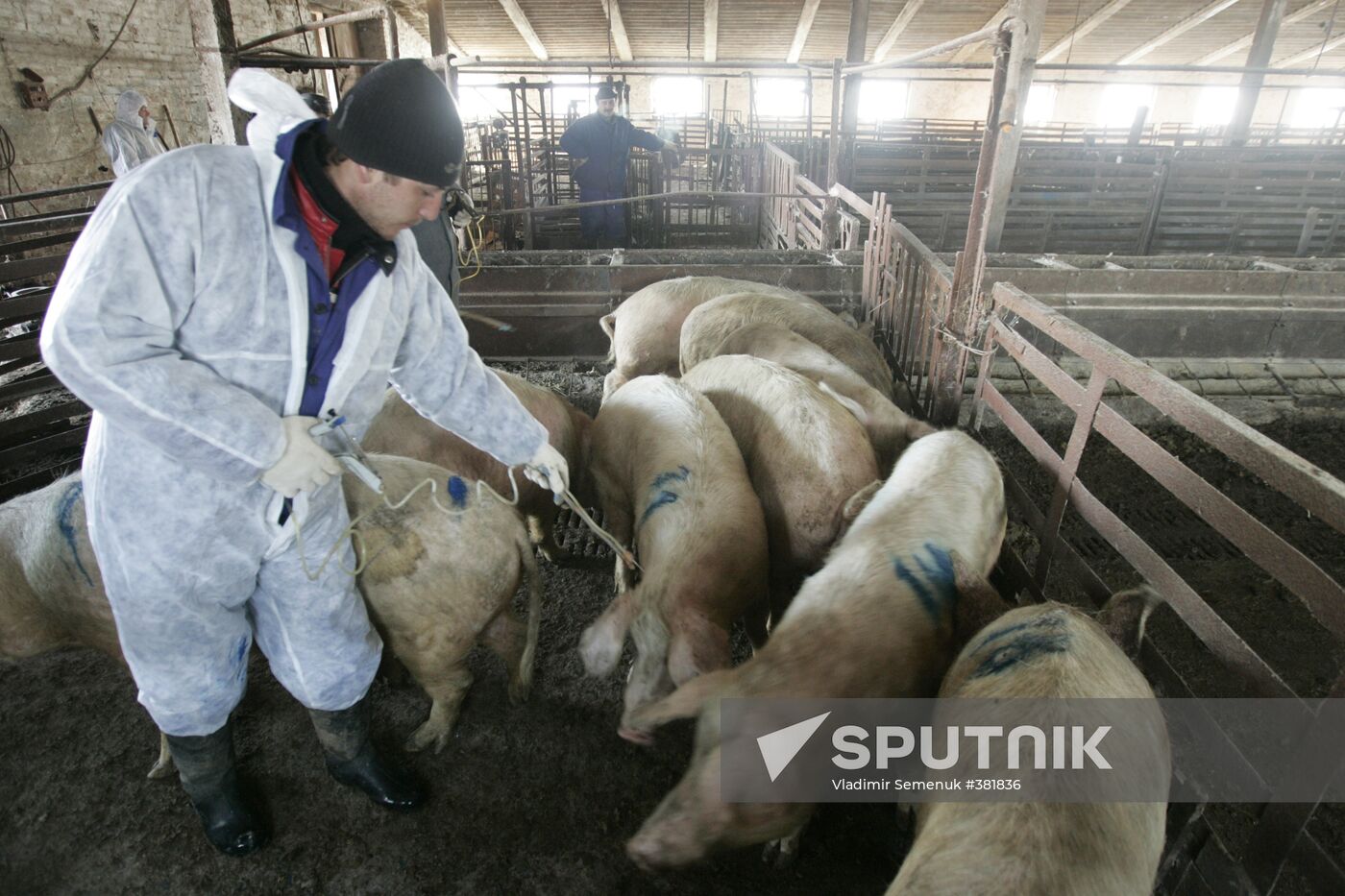 Killing pigs in Stavropol Territory