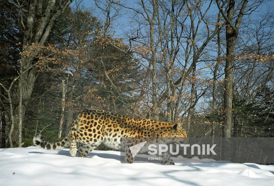 Far Eastern leopard