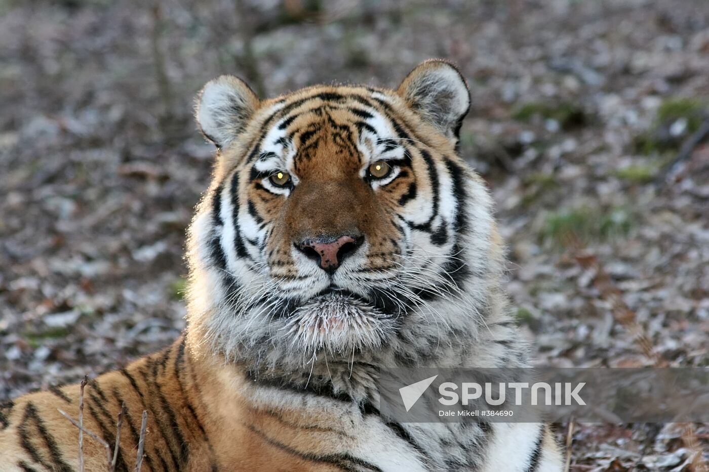 Siberian tiger