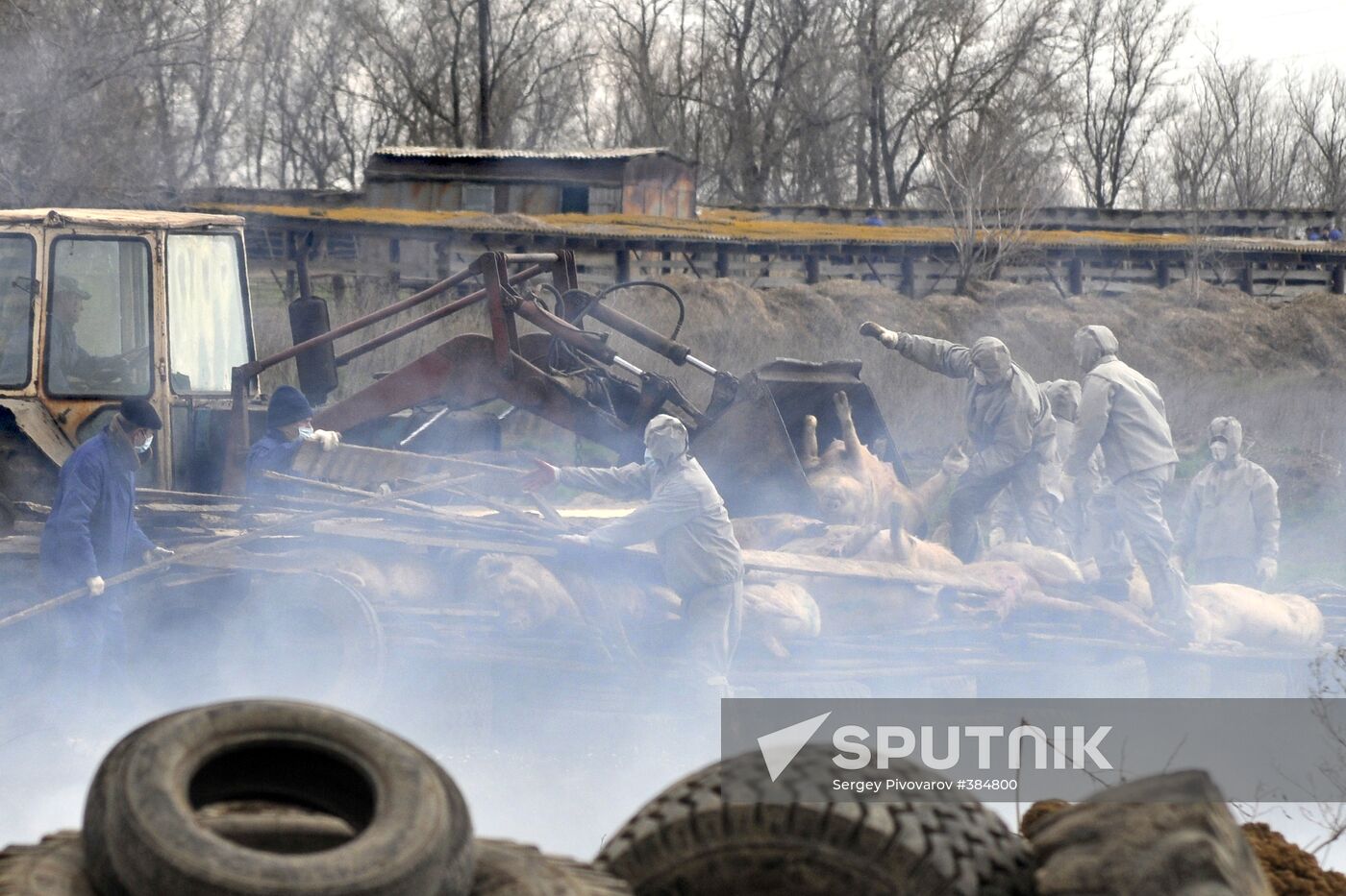 Outbreak of African plague among swine in Rostov Region