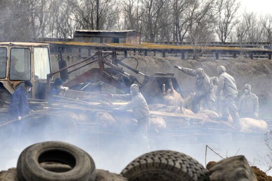 Outbreak of African plague among swine in Rostov Region