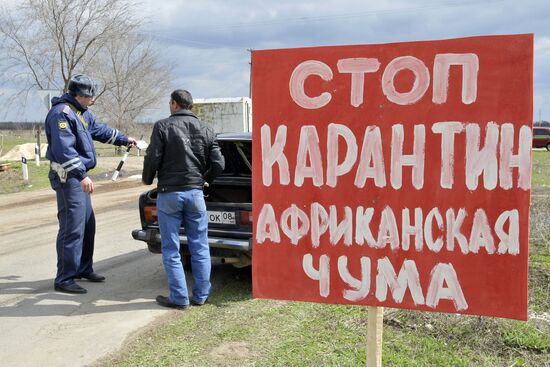 Outbreak of African plague among swine in Rostov Region