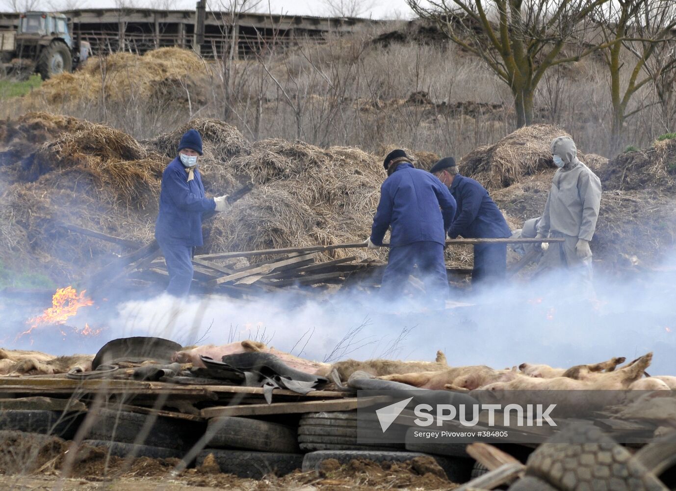 Outbreak of African plague among swine in Rostov Region