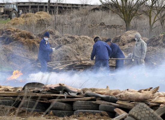 Outbreak of African plague among swine in Rostov Region