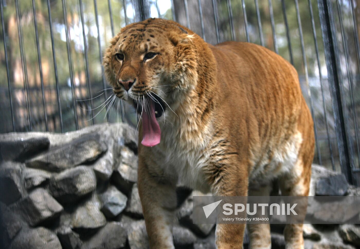 Novosibirsk Zoo animals moved to open-air cages
