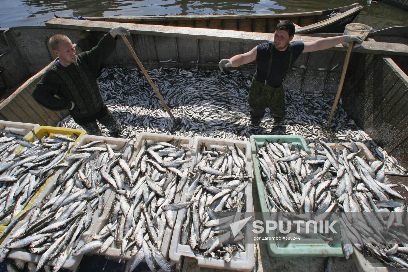 Sprat fishing in Bay of Kaliningrad