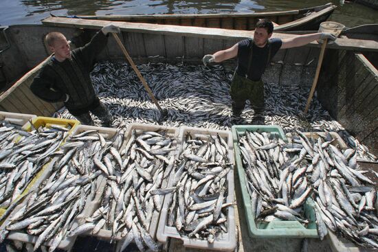 Sprat fishing in Bay of Kaliningrad