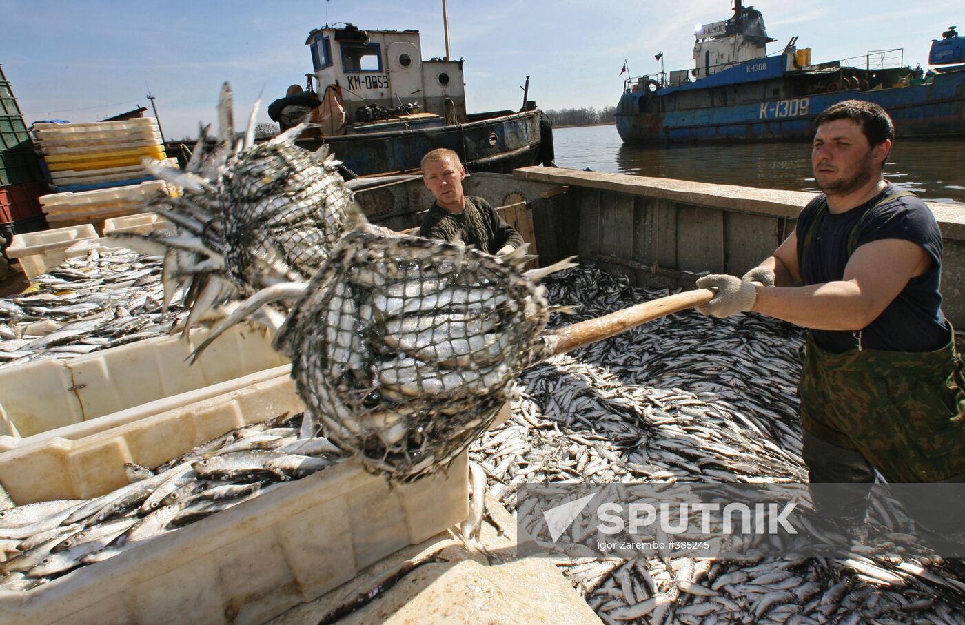 Sprat fishing in Bay of Kaliningrad