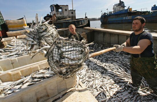 Sprat fishing in Bay of Kaliningrad