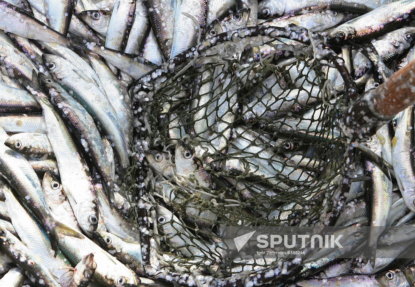 Sprat fishing in Bay of Kaliningrad