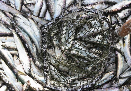 Sprat fishing in Bay of Kaliningrad