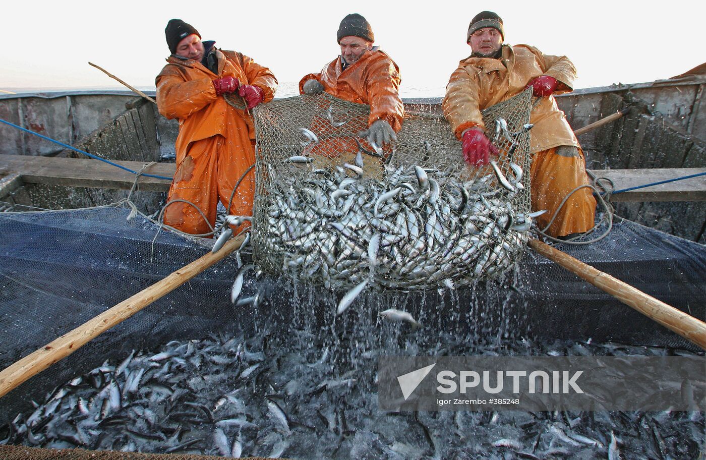 Sprat fishing in Bay of Kaliningrad