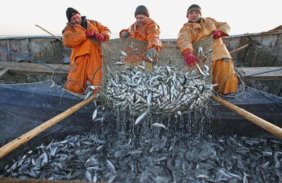 Sprat fishing in Bay of Kaliningrad