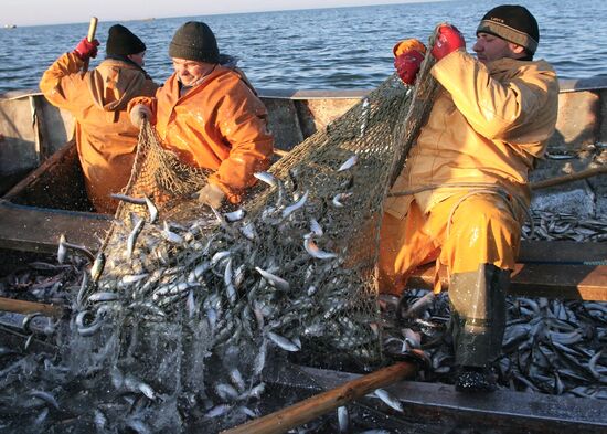 Sprat fishing in Bay of Kaliningrad